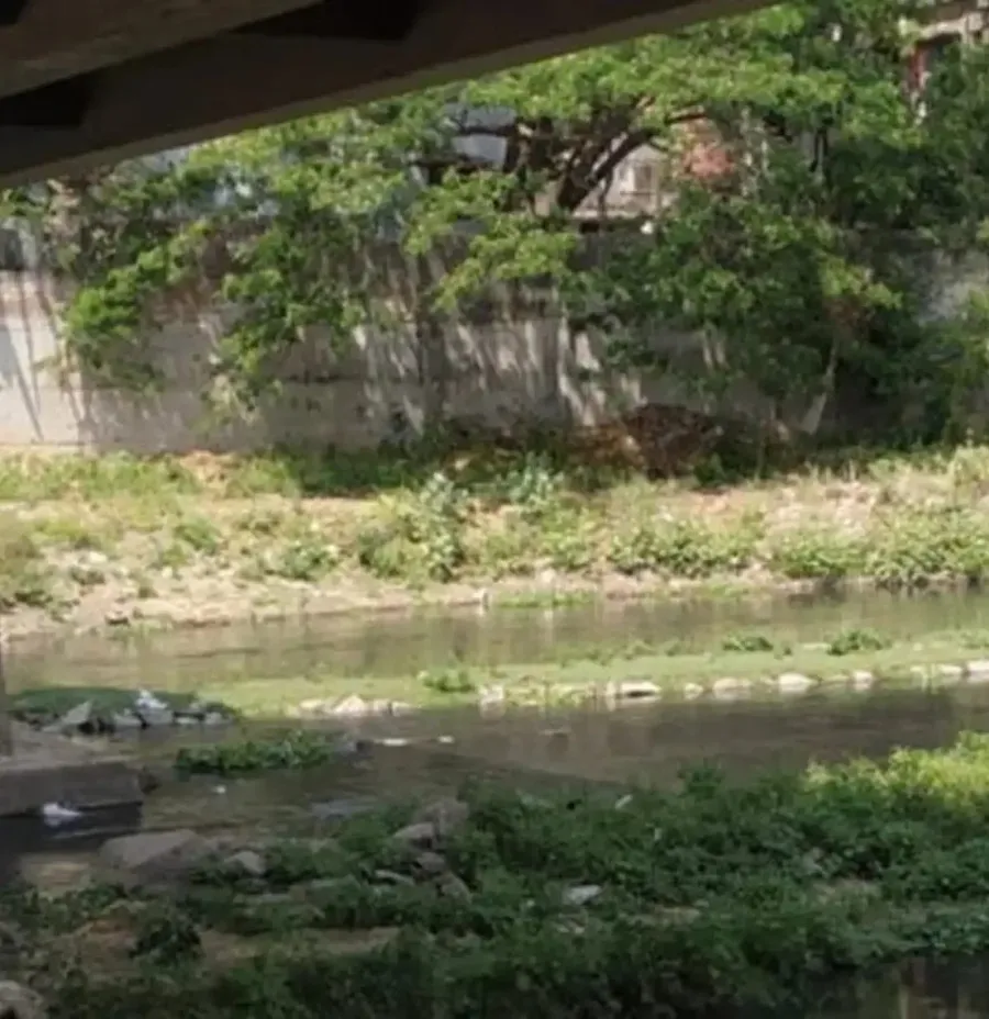 A stretch of river in Chennai, the focus of urban climate awareness